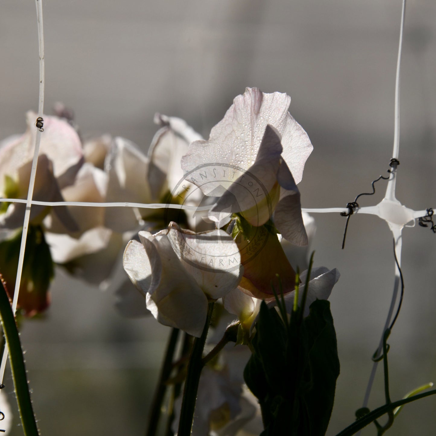 Sweet Pea 'Piggy Sue'