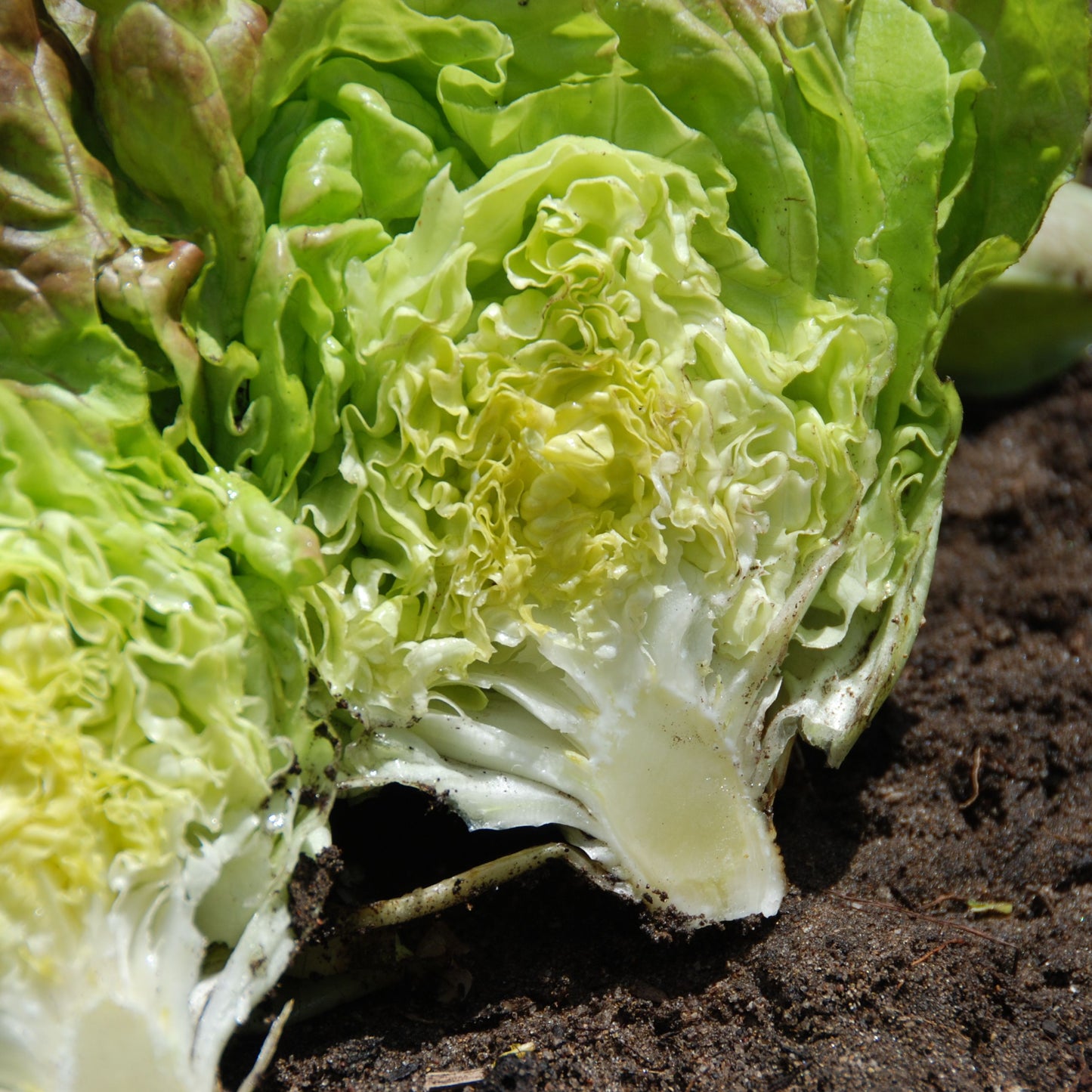 Close-up of a head of lettuce on soil
