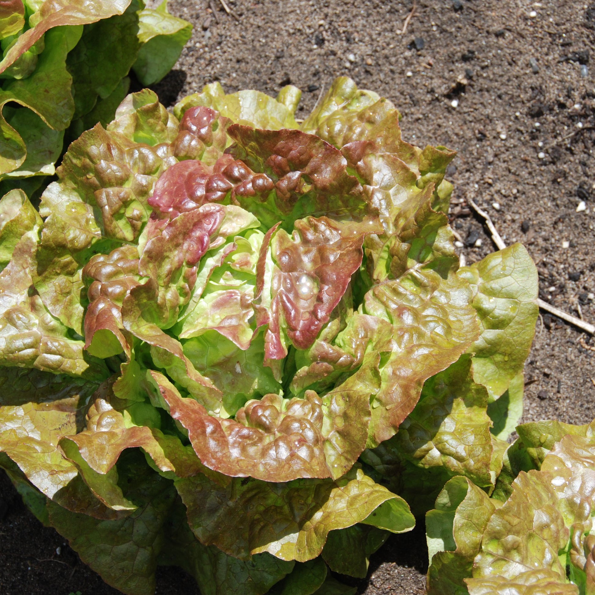 Close-up of a head of lettuce on a dark soil background