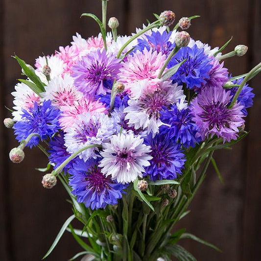 Bouquet of purple, pink, and white cornflowers against a dark background