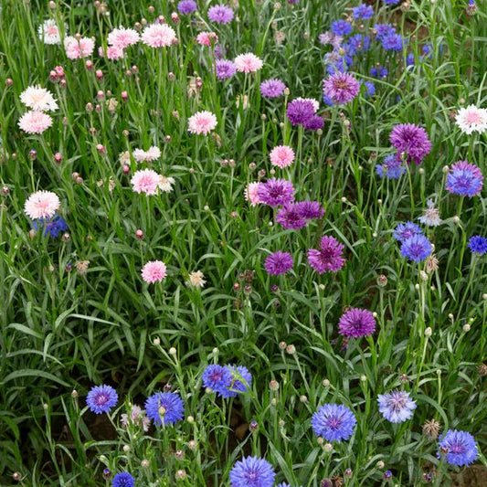Field of colorful wildflowers including purple, pink, and blue flowers.