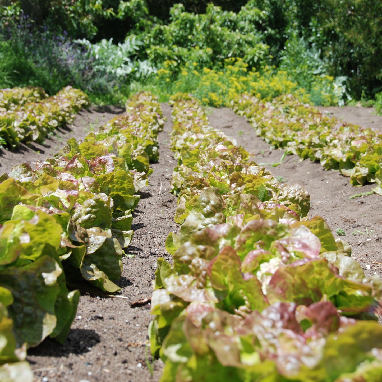 Rows of green leafy vegetables growing in a garden
