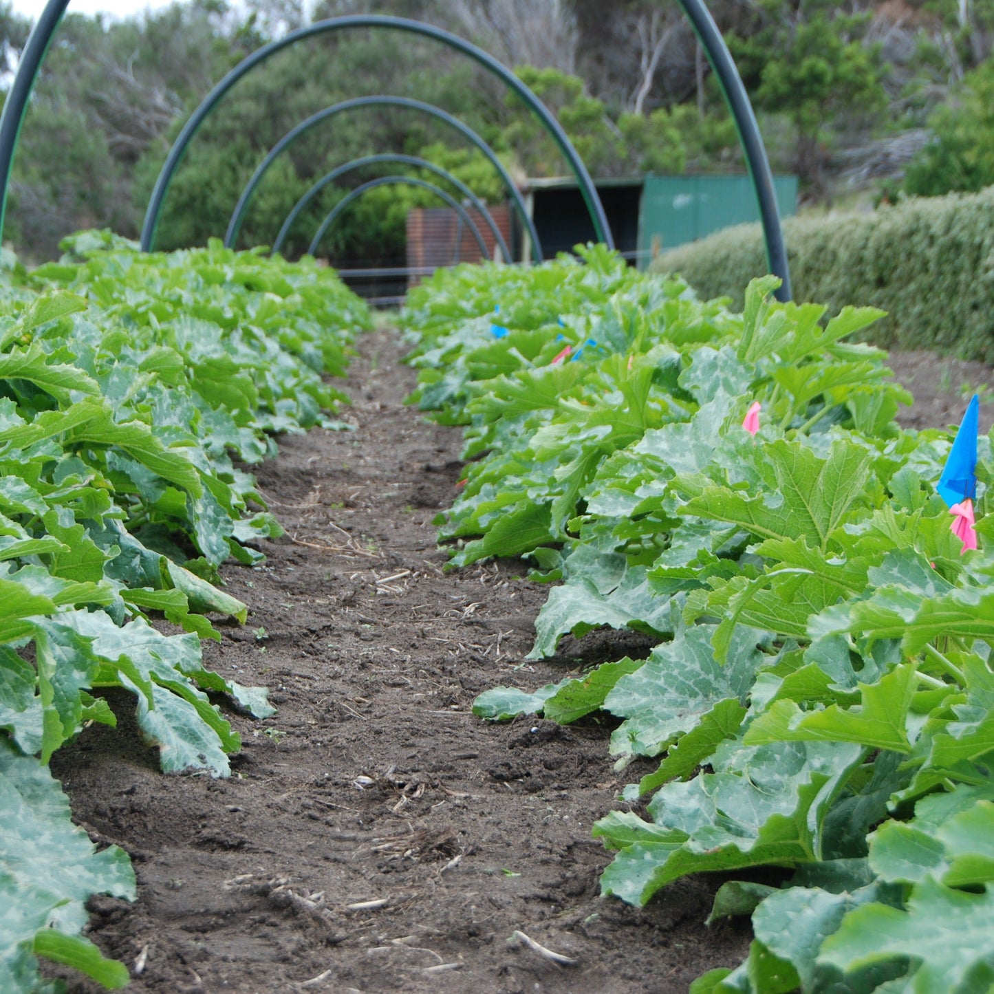 ronde de nice seed crop growing in back paddock