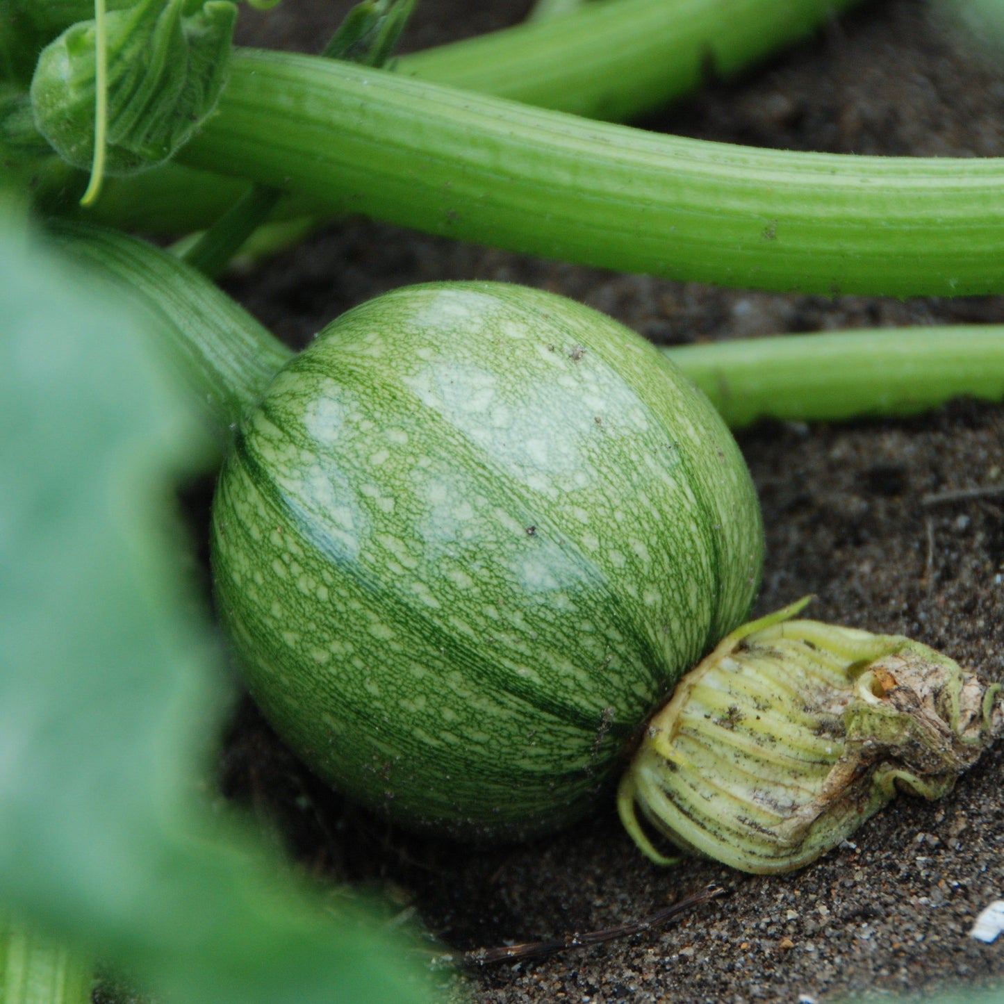 ronde de nice fruiting in field