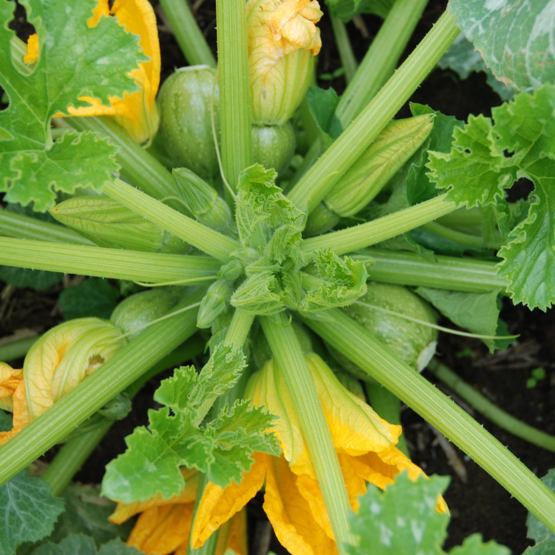 ronde de nice plant with many fruits
