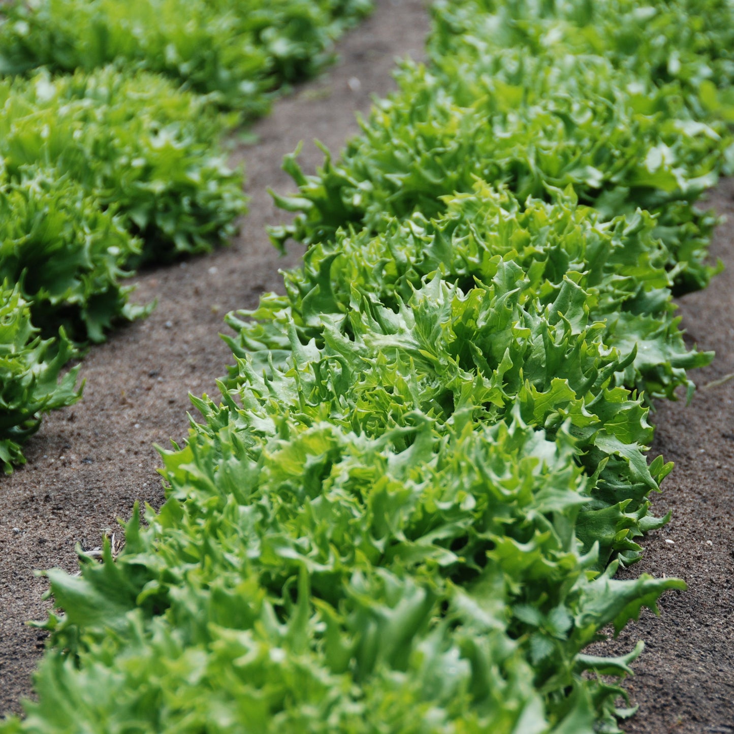 Rows of green leafy plants growing in a garden bed.