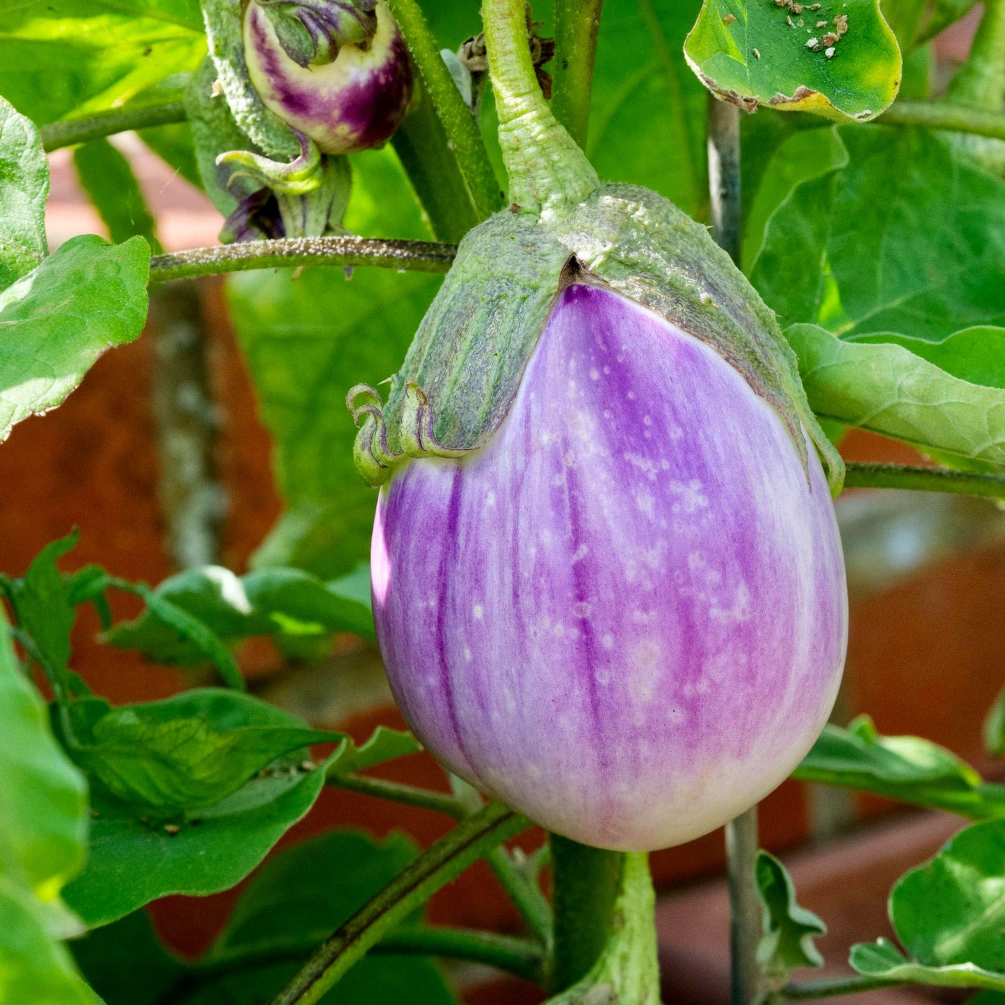 Eggplant 'Rosa Bianca'