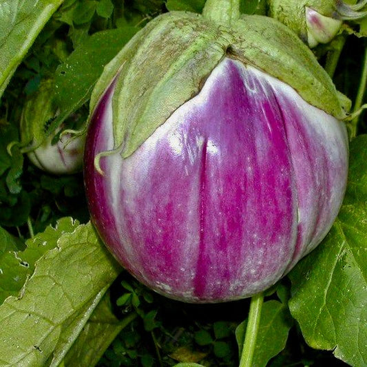 Eggplant 'Rosa Bianca'