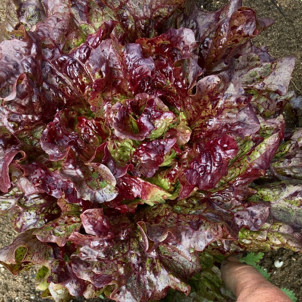 Hand holding a bunch of red and green leafy lettuce