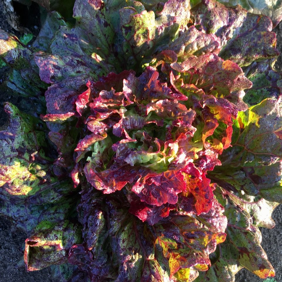 rosenkranzt seed crop