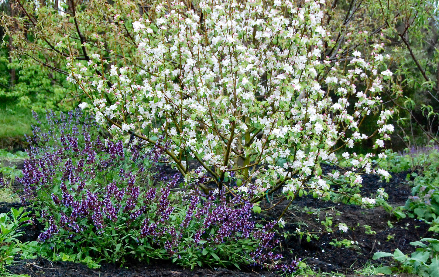 Sage 'Common Sage'