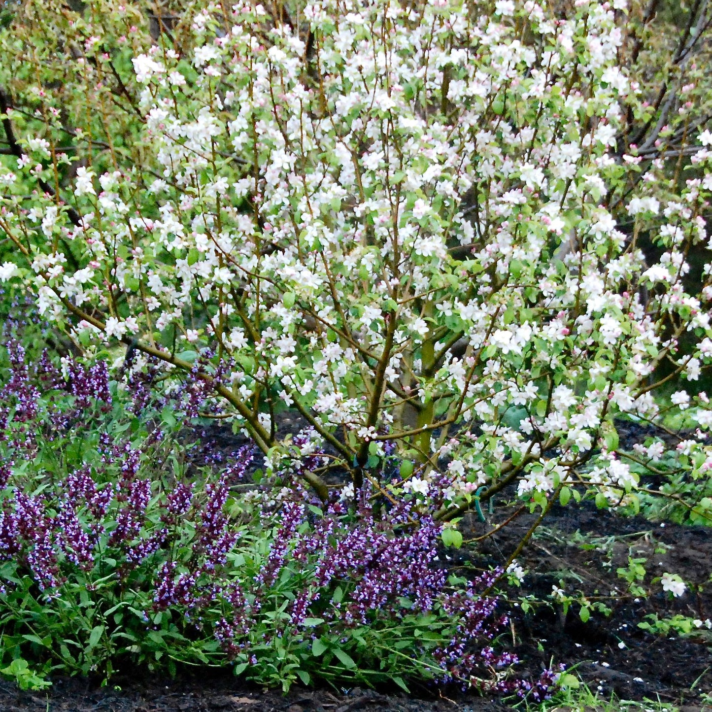 Sage 'Common Sage'