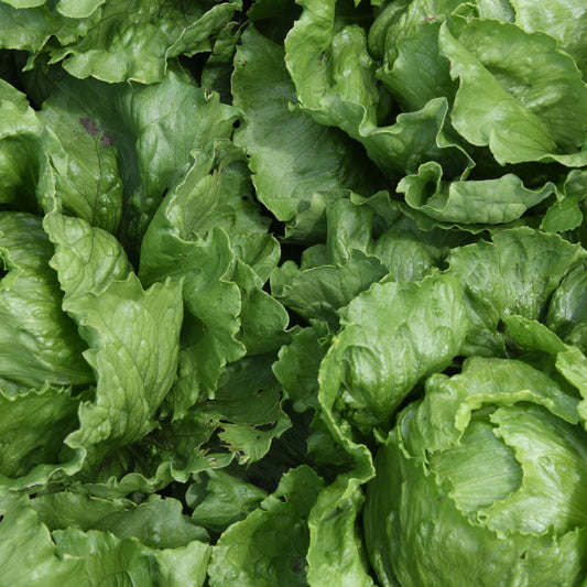 Close-up of green leafy lettuce