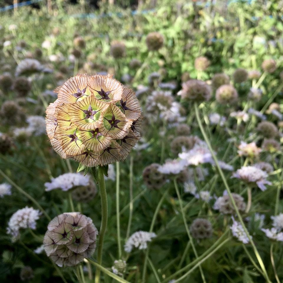 Close-up of a flower with a blurred background of similar flowers