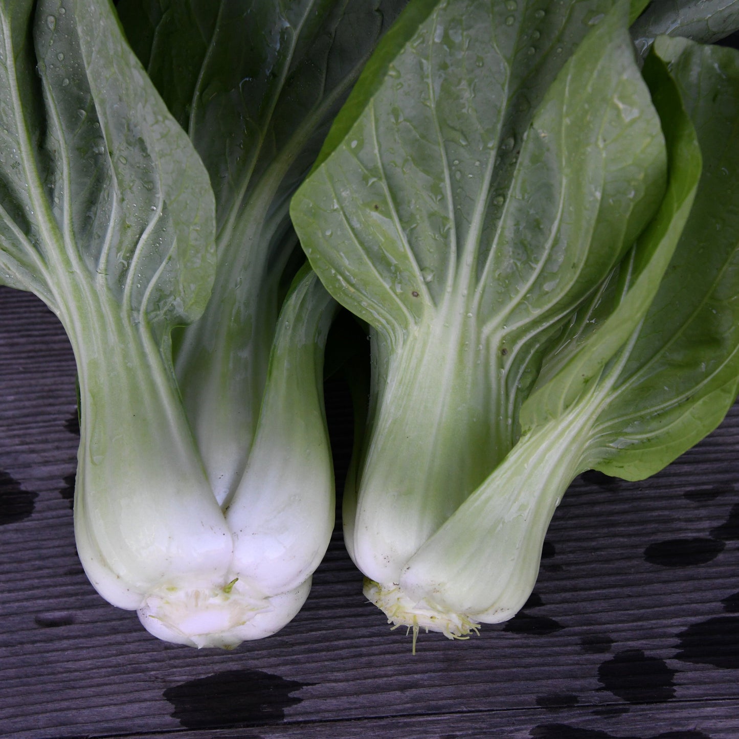 Two bok choy heads on a dark textured surface