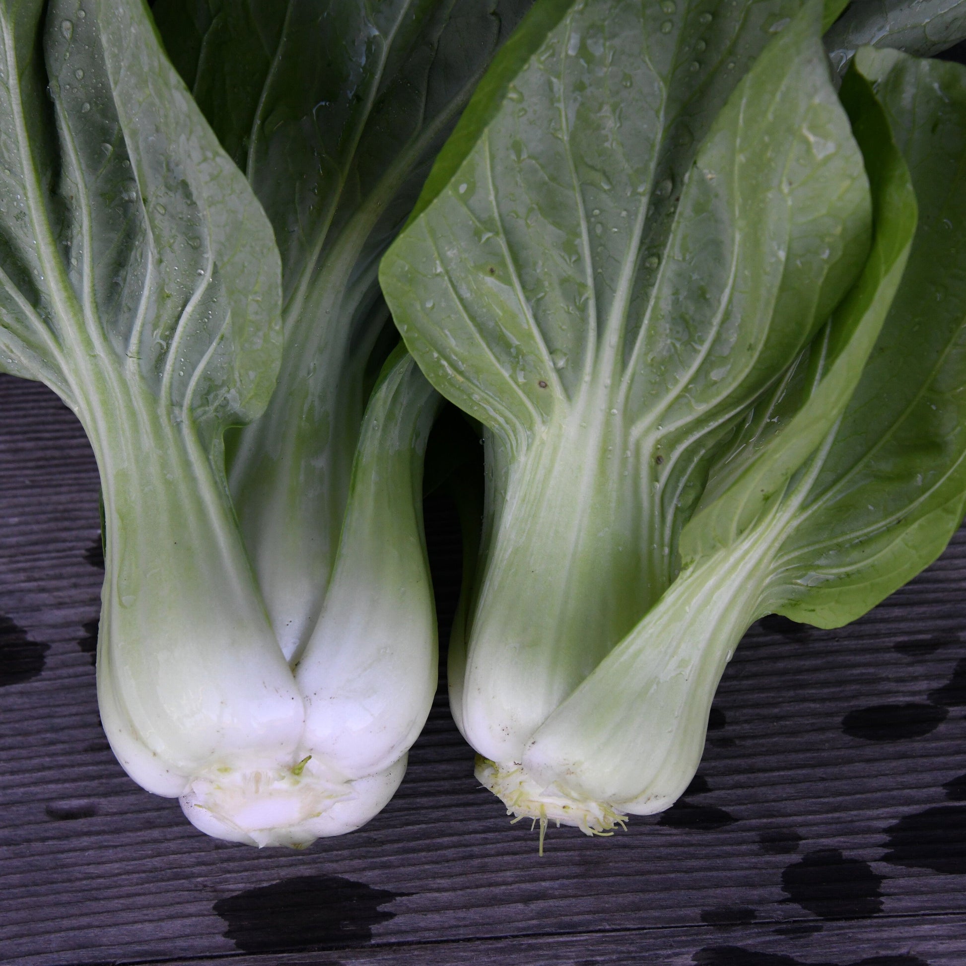 Two bok choy heads on a dark textured surface