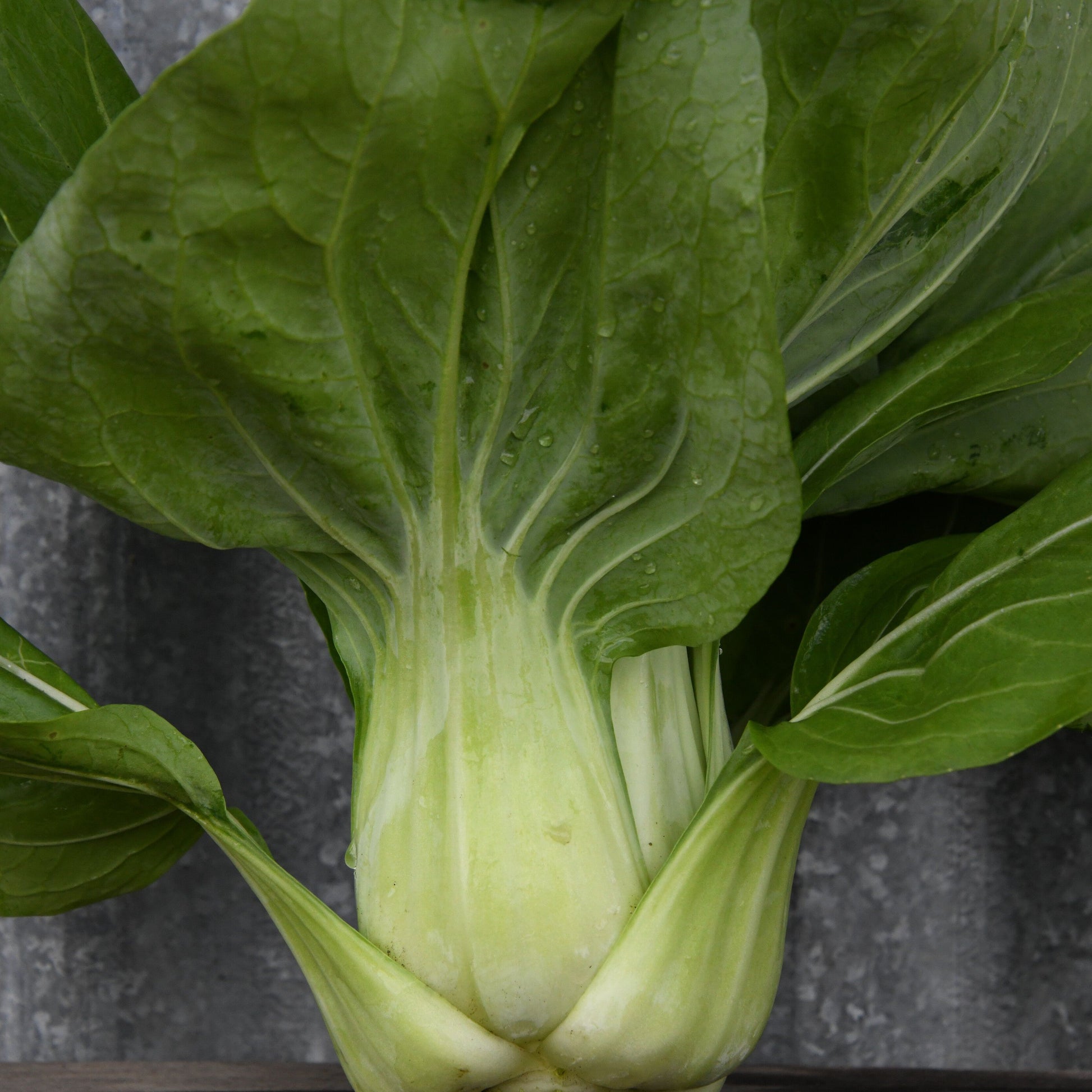 Bok choy vegetable on a gray background