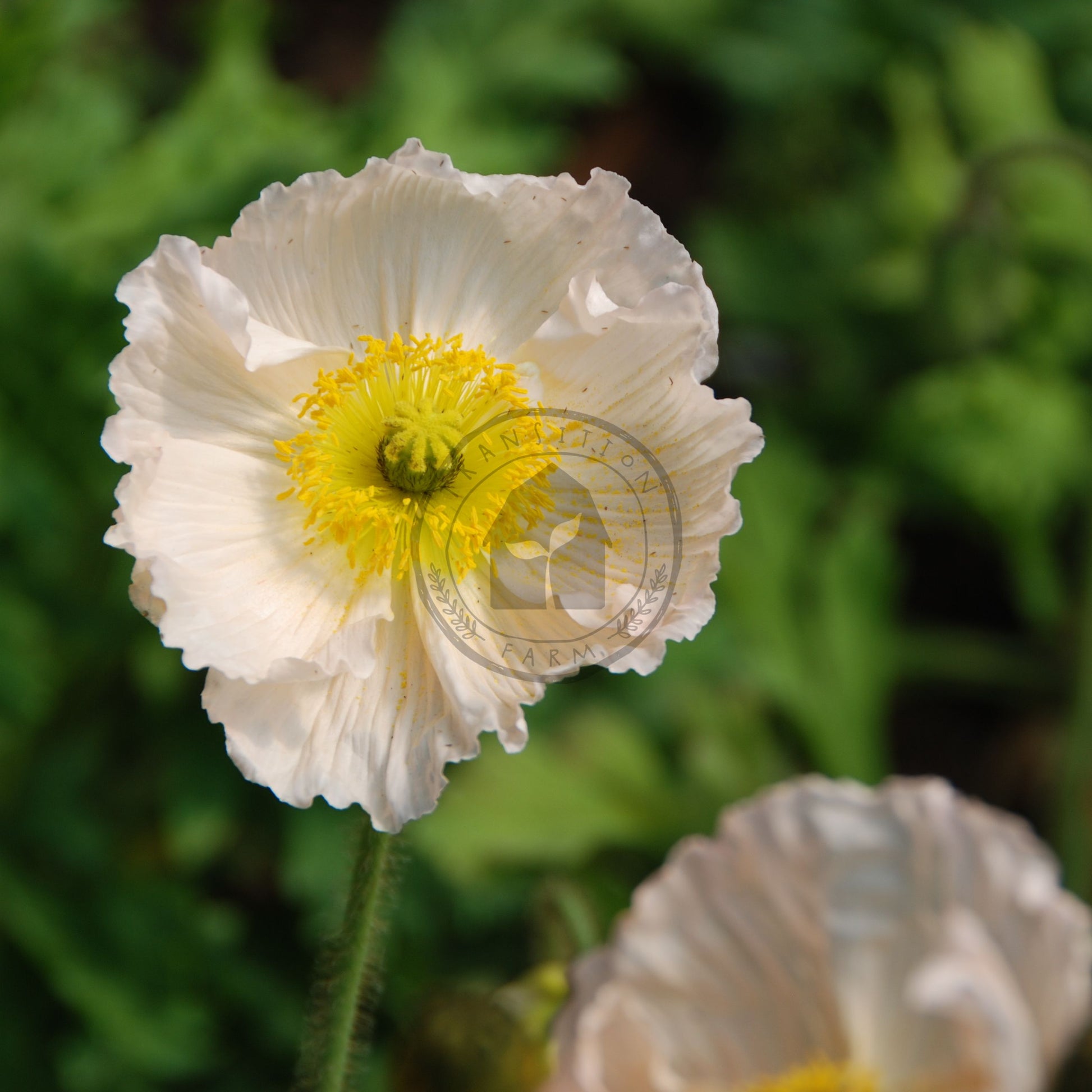 White flower with a yellow center on a blurred green background