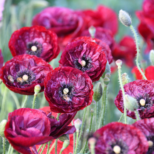 Close-up of dark red poppies with green stems and leaves.