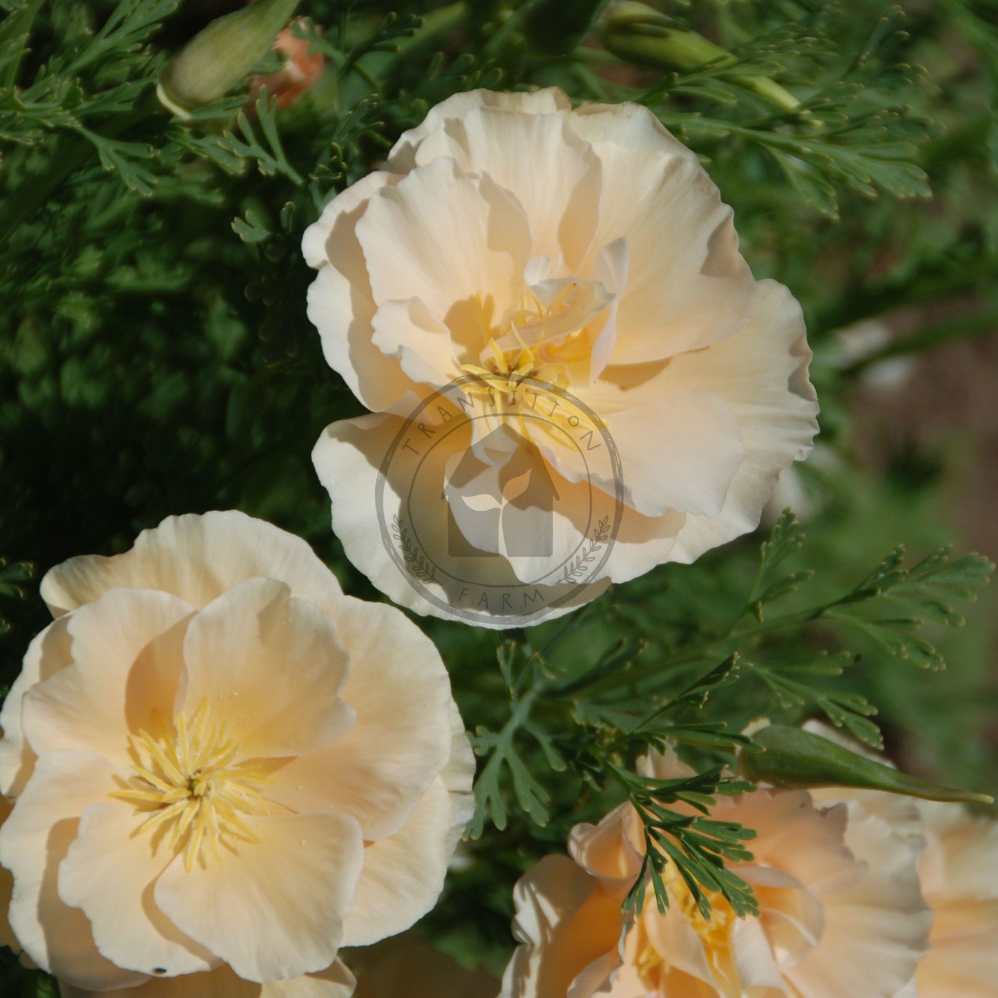 Close-up of light yellow flowers with green leaves in the background