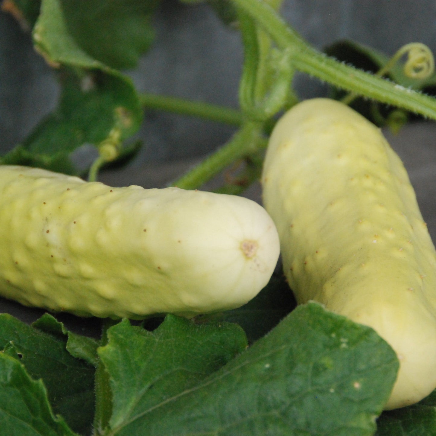Two silver slicer cucumbers on a wooden surface with leaves.