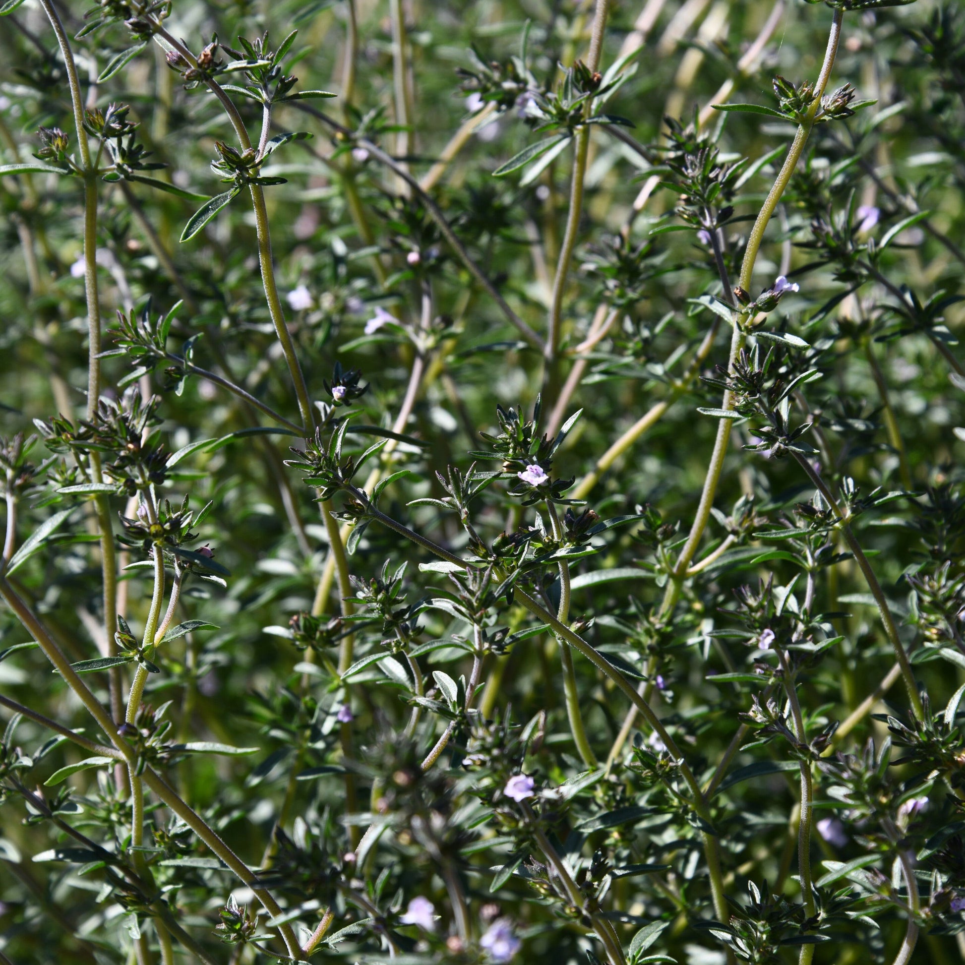 Close-up of a green plant with small flowers