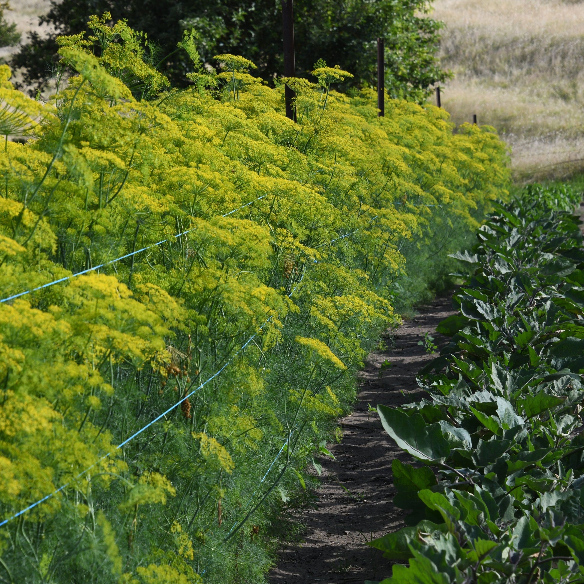 Row of dill growing in paddock