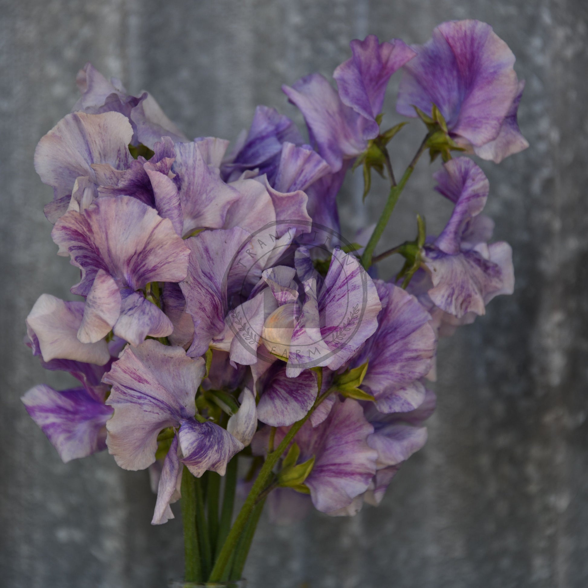Bouquet of purple flowers against a gray background