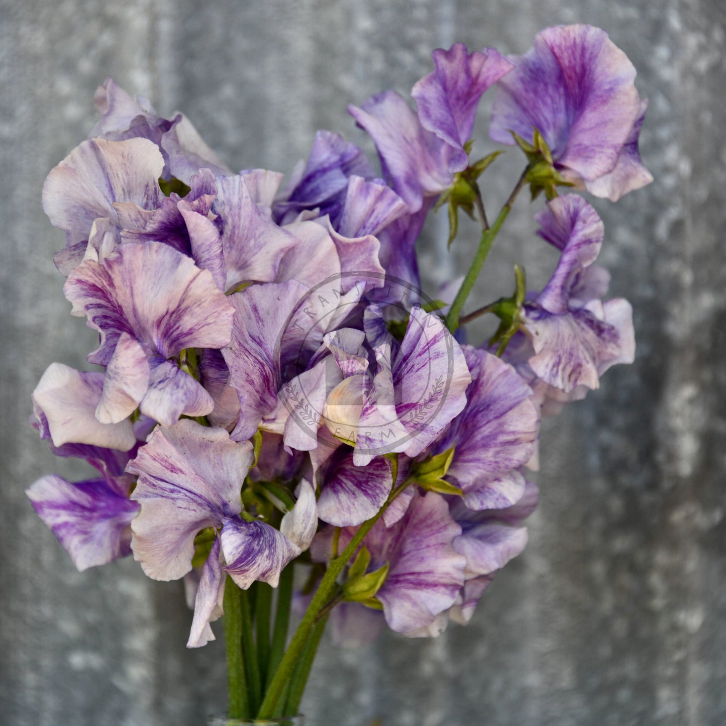 Sweet Pea 'Burlesque'