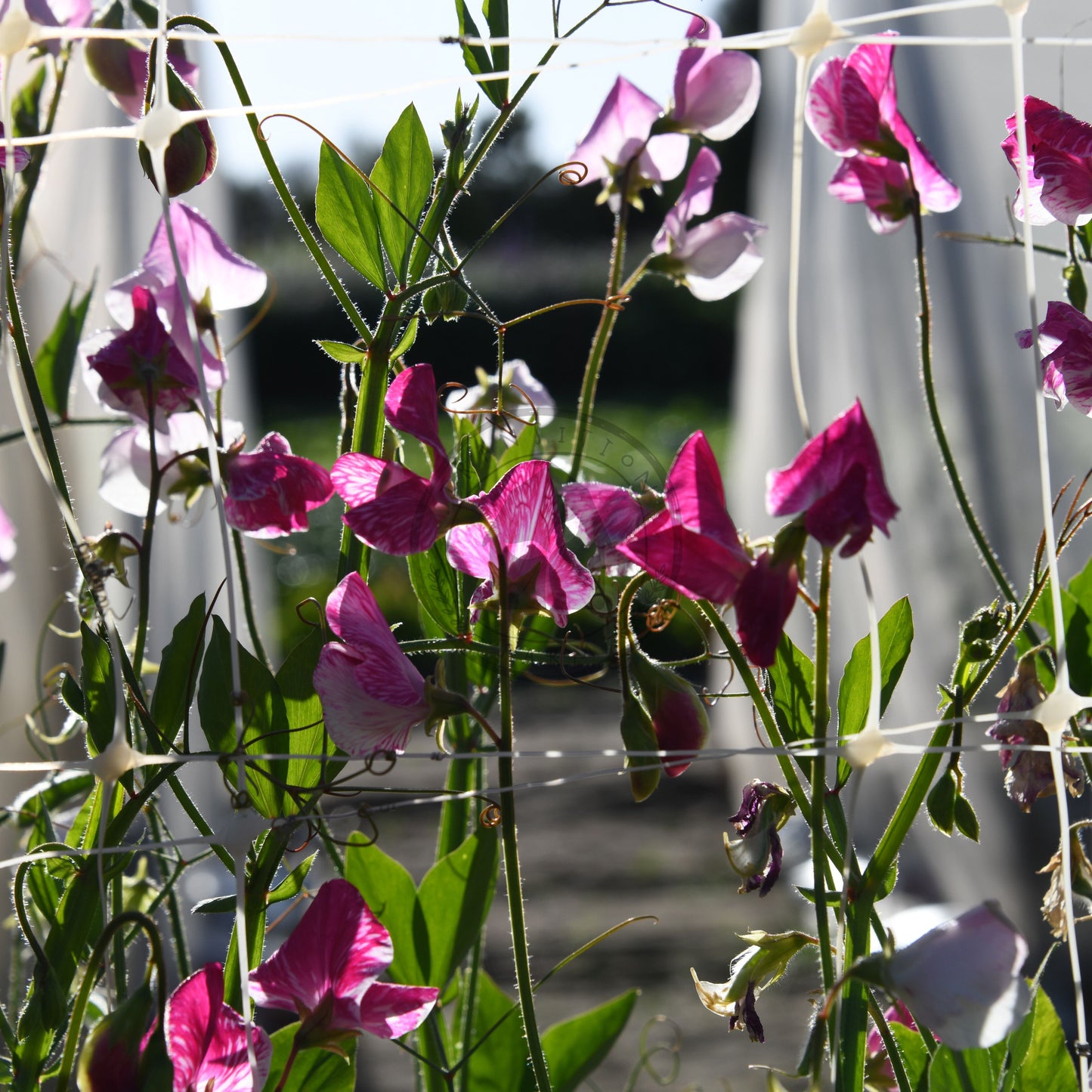 Pink flowers with green leaves in a garden setting