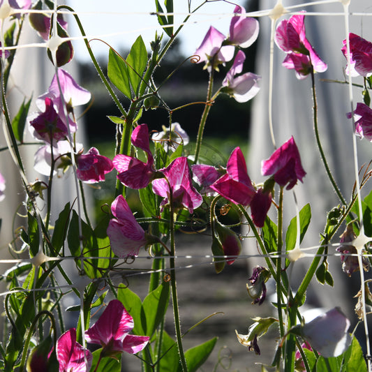 Pink flowers with green leaves in a garden setting