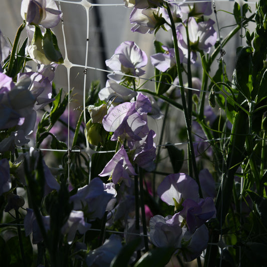 Close-up of purple flowers with a blurred background