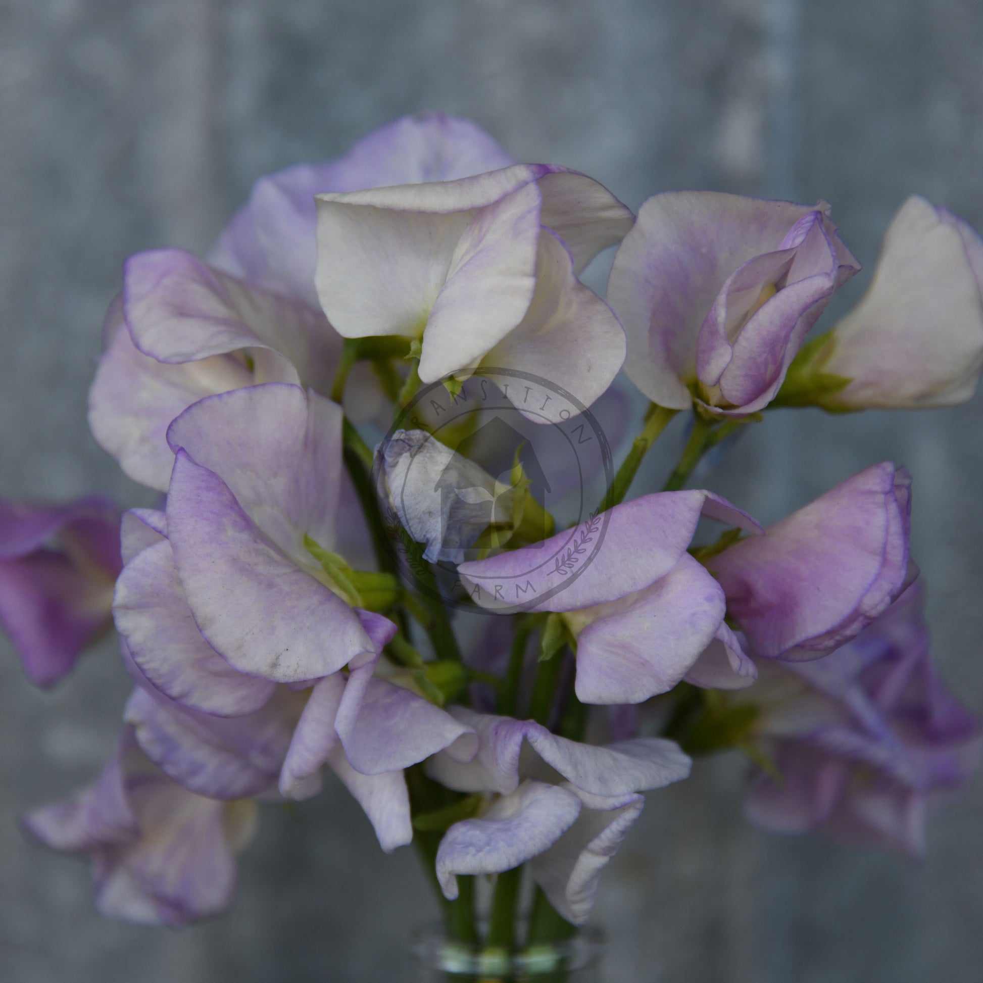 Bouquet of purple and white flowers in a clear vase against a gray background