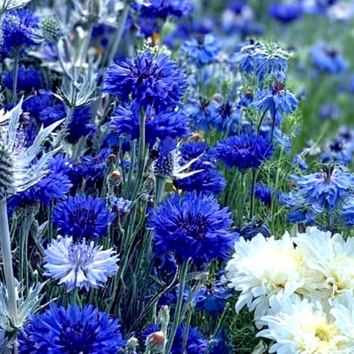 Cornflower 'Tall, Blue Boy'