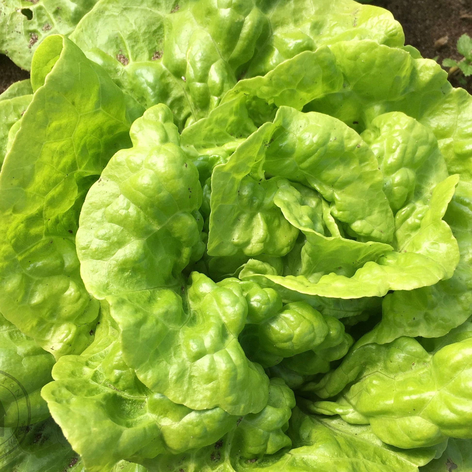 Close-up of a green leafy vegetable growing in soil.
