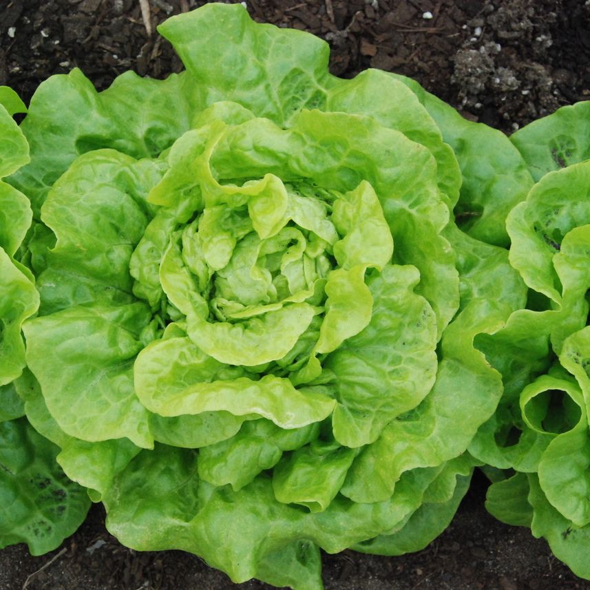 Close-up of green leafy lettuce growing in soil