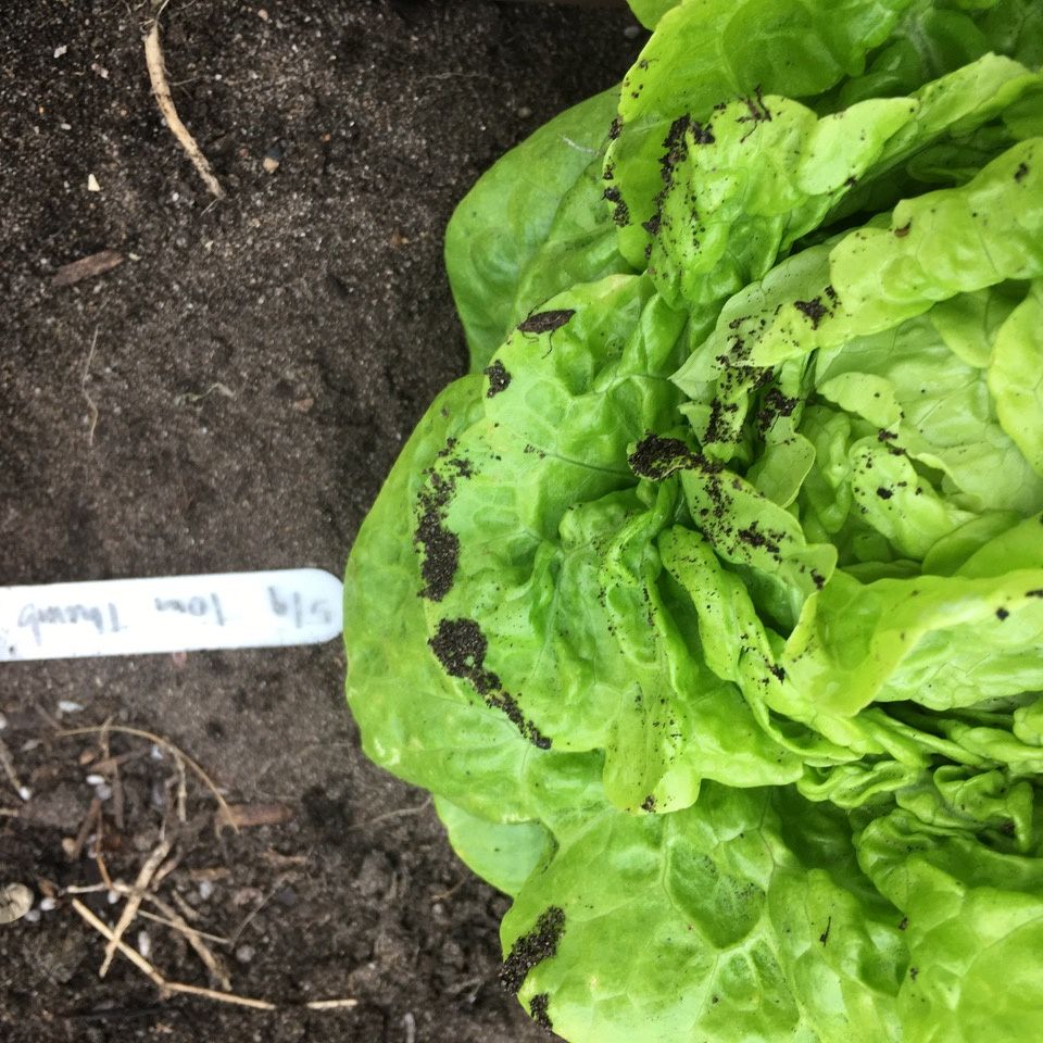 Green leafy lettuce on soil with a measuring tape for scale
