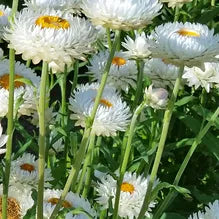 White flowers with green stems and leaves in a natural setting