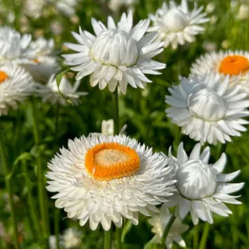 White flowers with orange centers on a green background