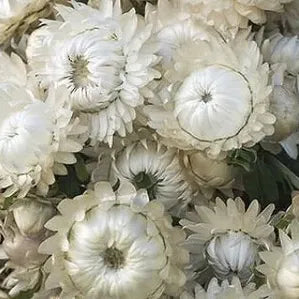 Bouquet of white flowers held by a person against a light blue background