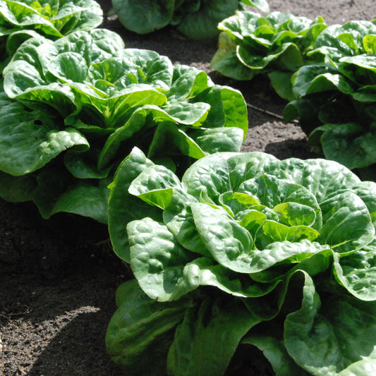 Row of green leafy vegetables growing in a garden bed