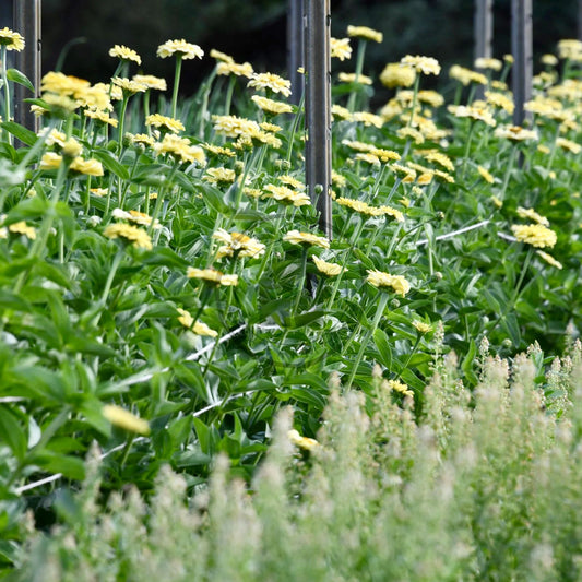 Zinnia 'Isabellina Creamy Yellow'