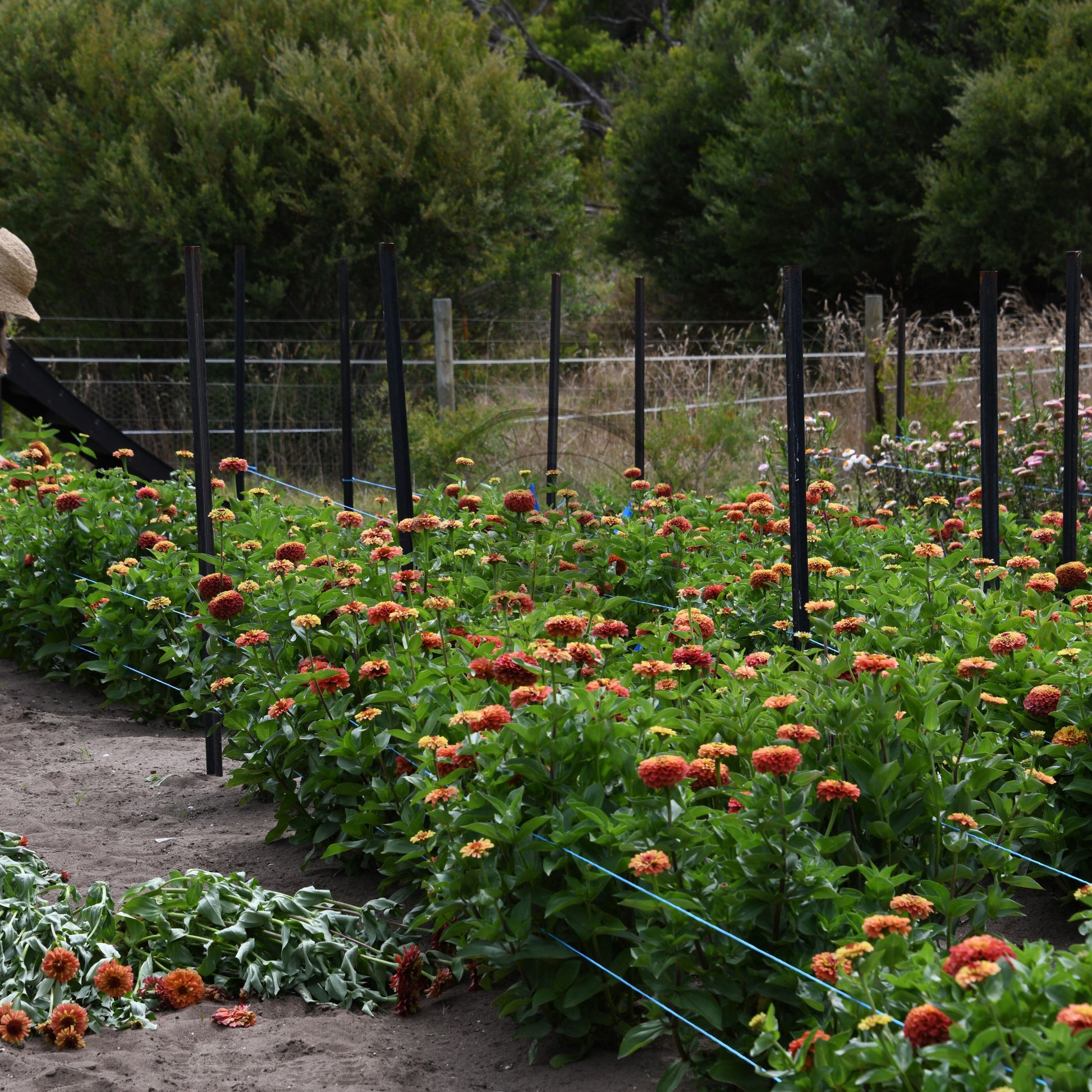 Person tending to flowers in a garden with a fence and trees in the background