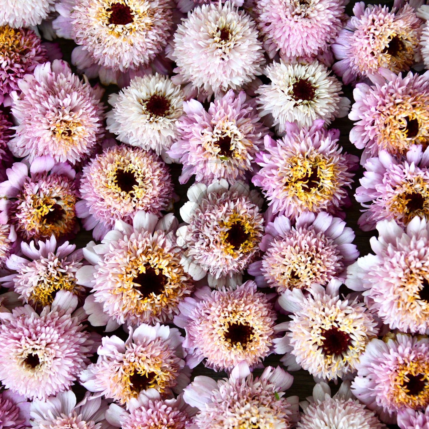 Zinnia 'Zinderella Lilac'