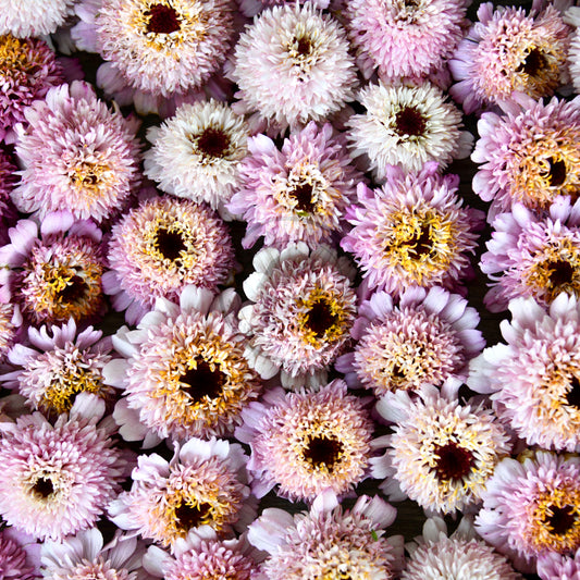 Zinnia 'Zinderella Lilac'