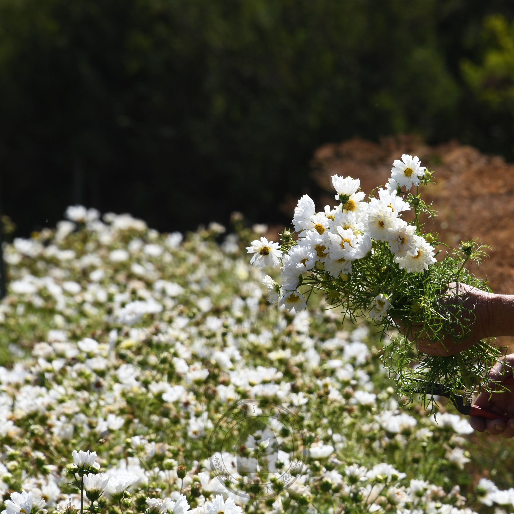 Person holding a bundle of white flowers with a garden background