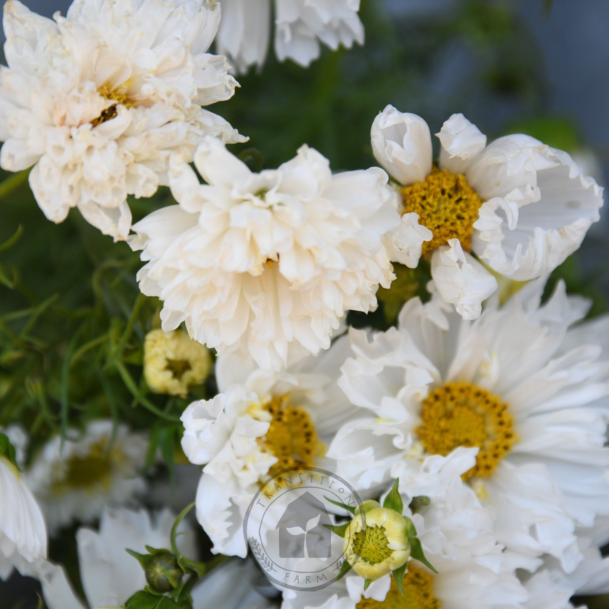 Close-up of white flowers with yellow centers against a blurred natural background
