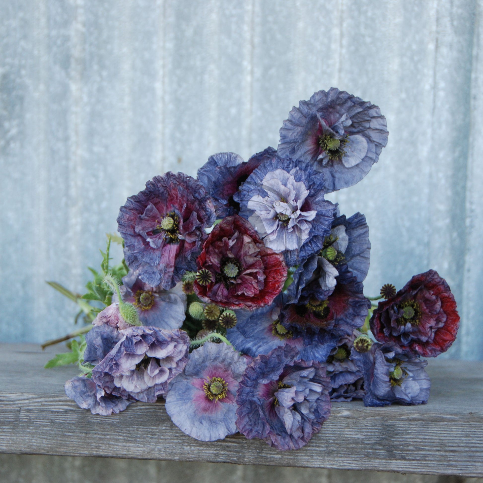 poppy flowers arranged on a wooden surface with a textured blue background