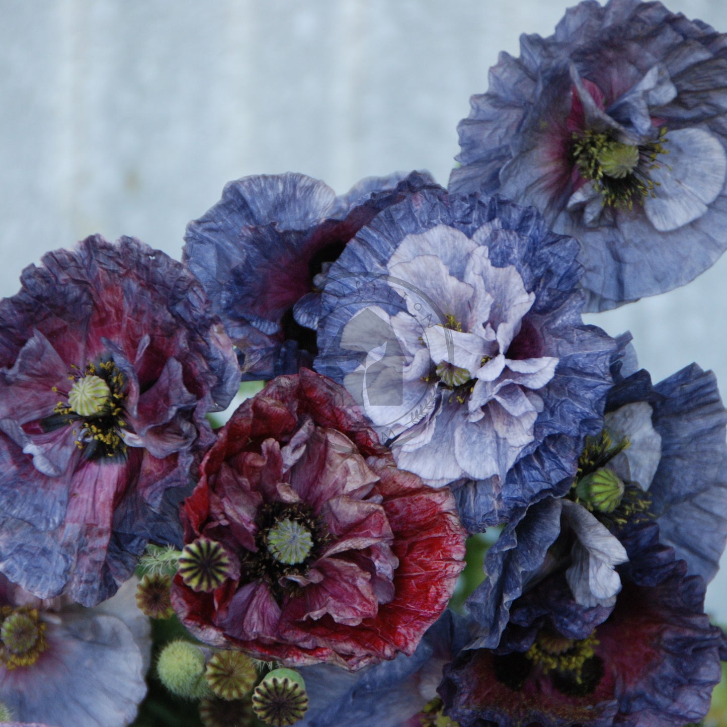 Close-up of colorful flowers with a soft background