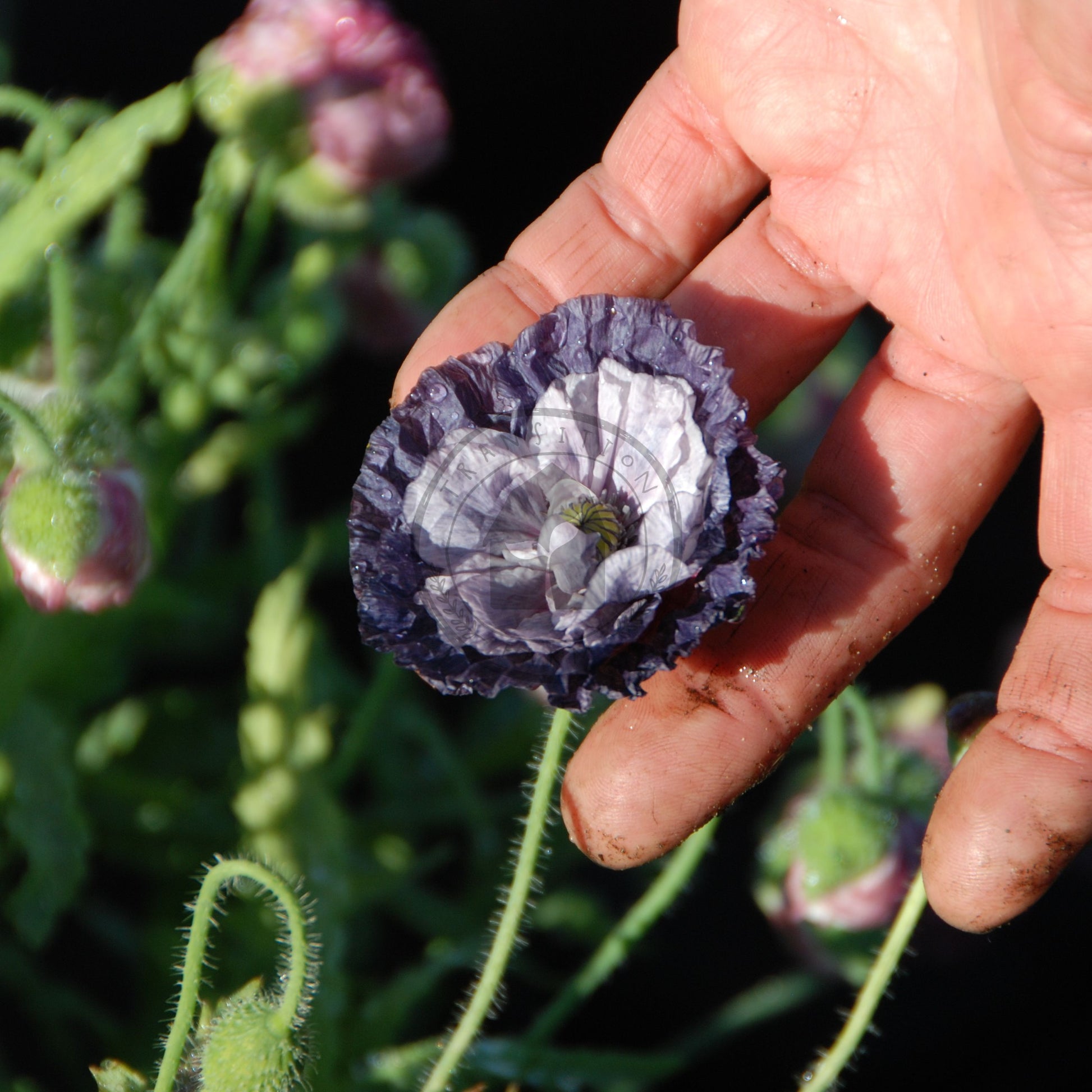 Hand holding a purple flower with green leaves in the background